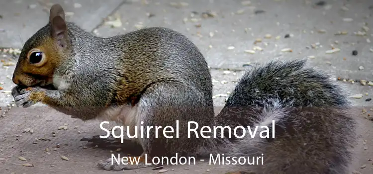 Squirrel Removal New London - Missouri