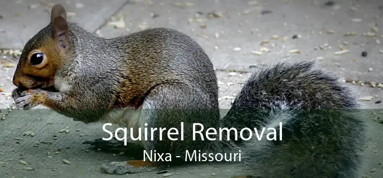 Squirrel Removal Nixa - Missouri