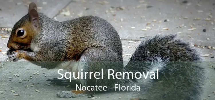 Squirrel Removal Nocatee - Florida