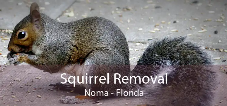 Squirrel Removal Noma - Florida