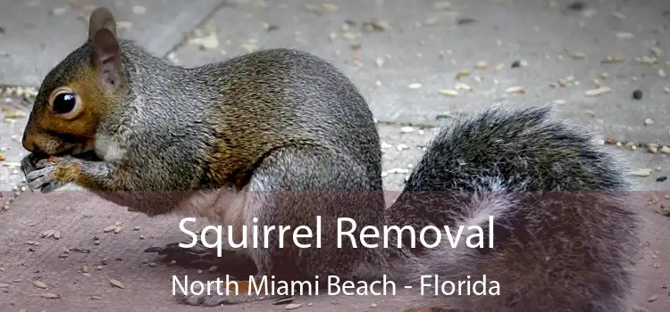 Squirrel Removal North Miami Beach - Florida