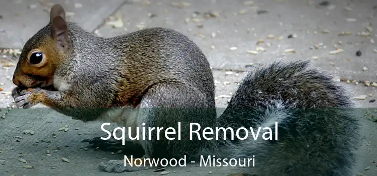 Squirrel Removal Norwood - Missouri