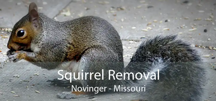 Squirrel Removal Novinger - Missouri