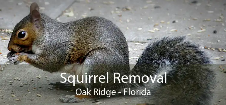 Squirrel Removal Oak Ridge - Florida