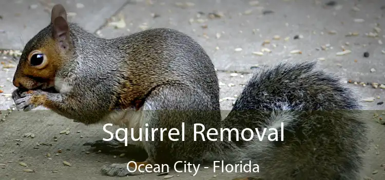 Squirrel Removal Ocean City - Florida