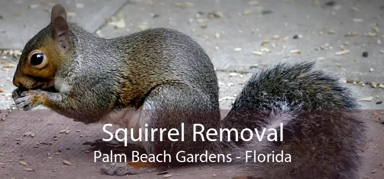 Squirrel Removal Palm Beach Gardens - Florida