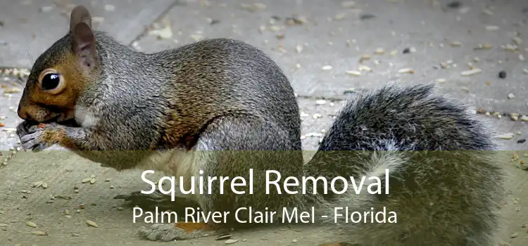 Squirrel Removal Palm River Clair Mel - Florida
