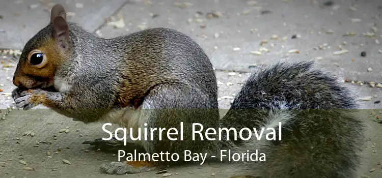 Squirrel Removal Palmetto Bay - Florida