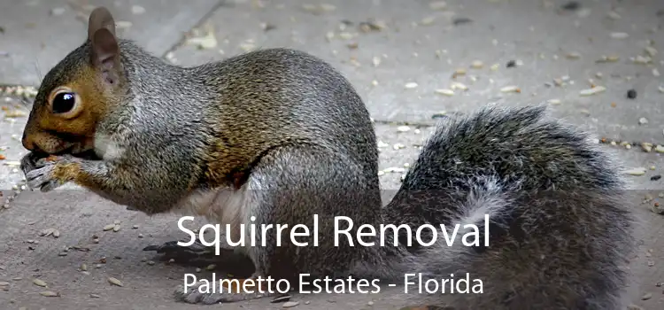 Squirrel Removal Palmetto Estates - Florida