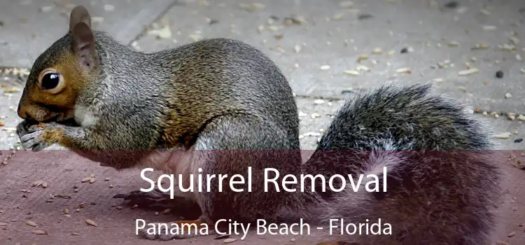 Squirrel Removal Panama City Beach - Florida