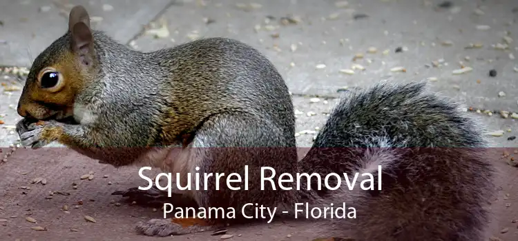 Squirrel Removal Panama City - Florida
