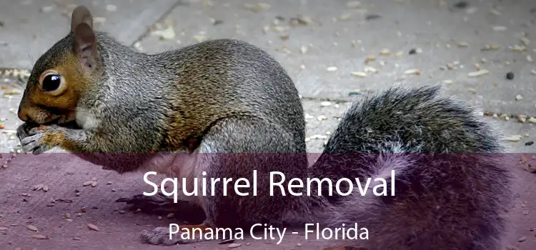 Squirrel Removal Panama City - Florida