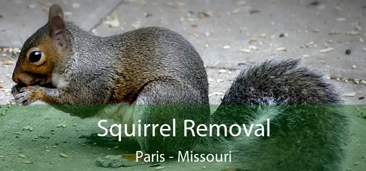 Squirrel Removal Paris - Missouri