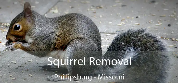 Squirrel Removal Phillipsburg - Missouri