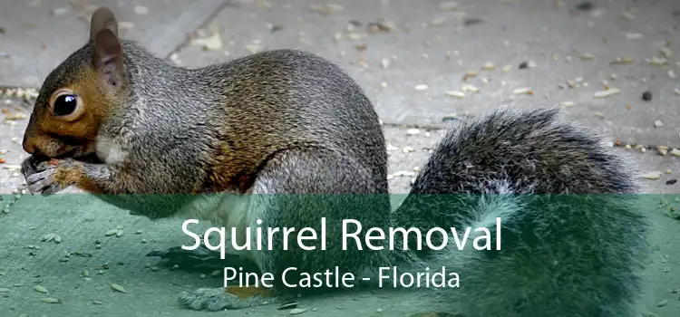 Squirrel Removal Pine Castle - Florida