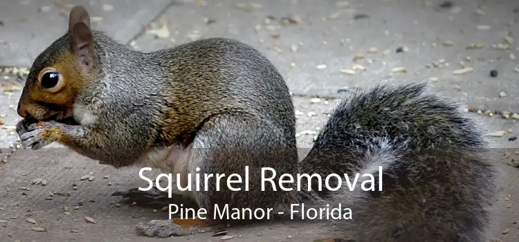 Squirrel Removal Pine Manor - Florida