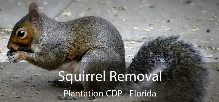 Squirrel Removal Plantation CDP - Florida