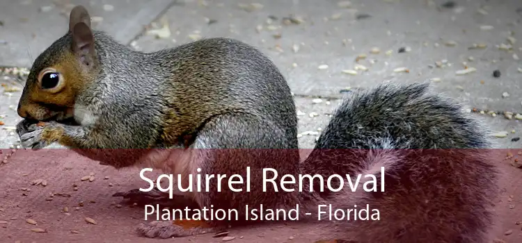 Squirrel Removal Plantation Island - Florida