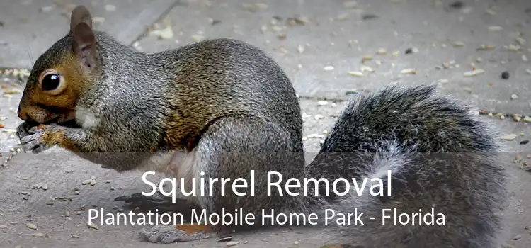 Squirrel Removal Plantation Mobile Home Park - Florida