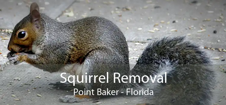 Squirrel Removal Point Baker - Florida