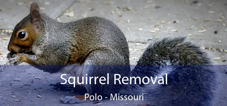 Squirrel Removal Polo - Missouri