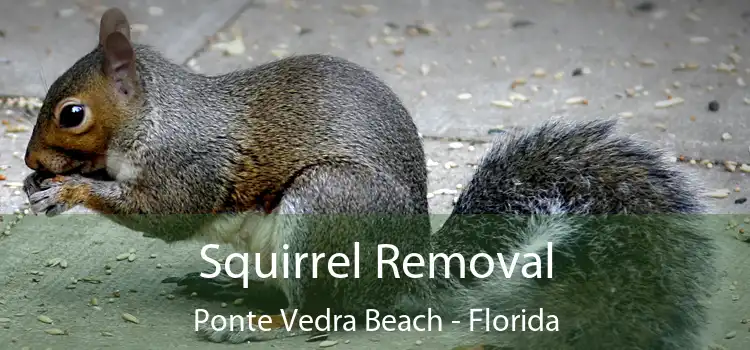 Squirrel Removal Ponte Vedra Beach - Florida