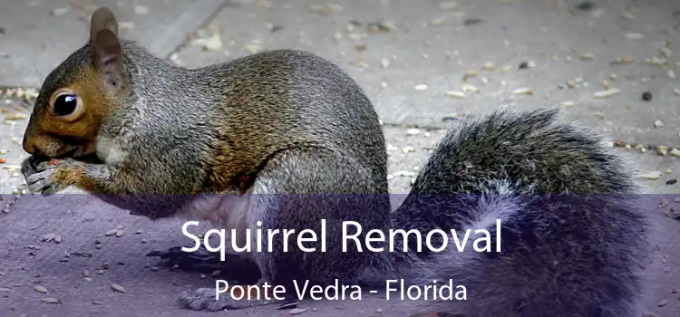 Squirrel Removal Ponte Vedra - Florida