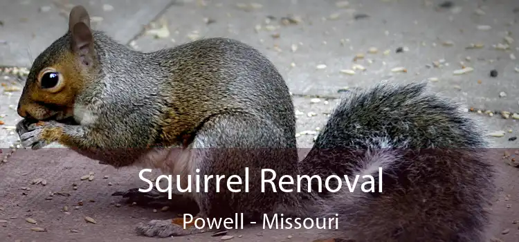 Squirrel Removal Powell - Missouri