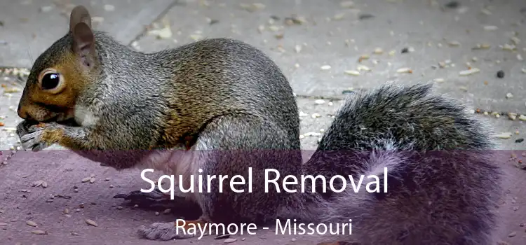 Squirrel Removal Raymore - Missouri