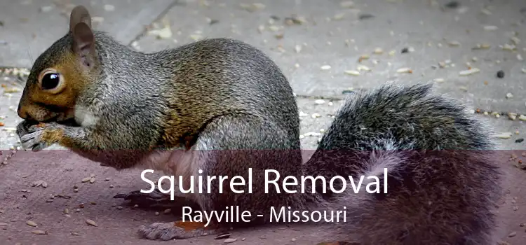 Squirrel Removal Rayville - Missouri