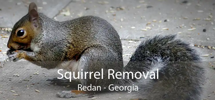 Squirrel Removal Redan - Georgia