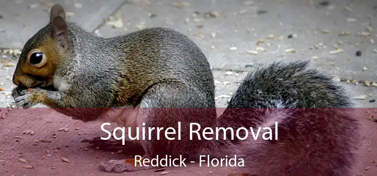 Squirrel Removal Reddick - Florida