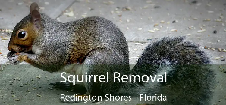 Squirrel Removal Redington Shores - Florida