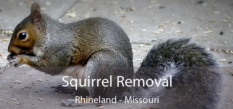Squirrel Removal Rhineland - Missouri