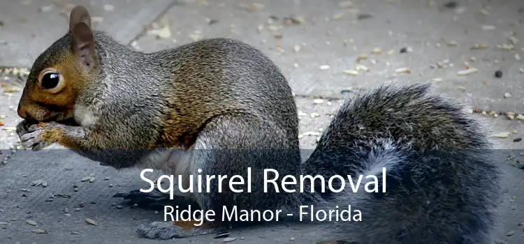 Squirrel Removal Ridge Manor - Florida