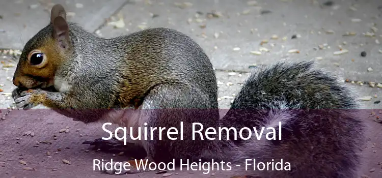 Squirrel Removal Ridge Wood Heights - Florida