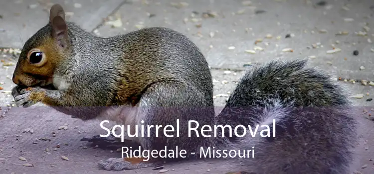 Squirrel Removal Ridgedale - Missouri
