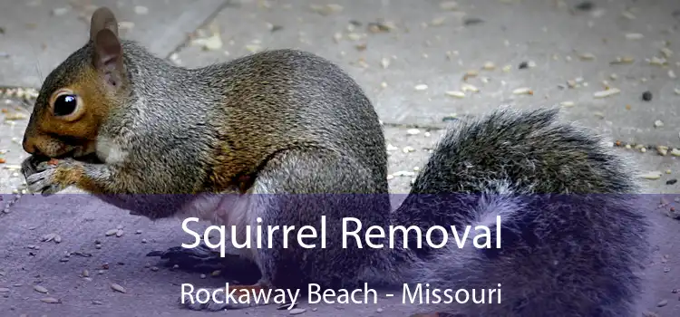Squirrel Removal Rockaway Beach - Missouri