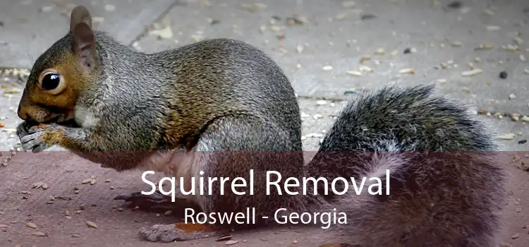 Squirrel Removal Roswell - Georgia