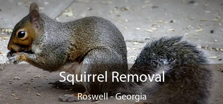 Squirrel Removal Roswell - Georgia