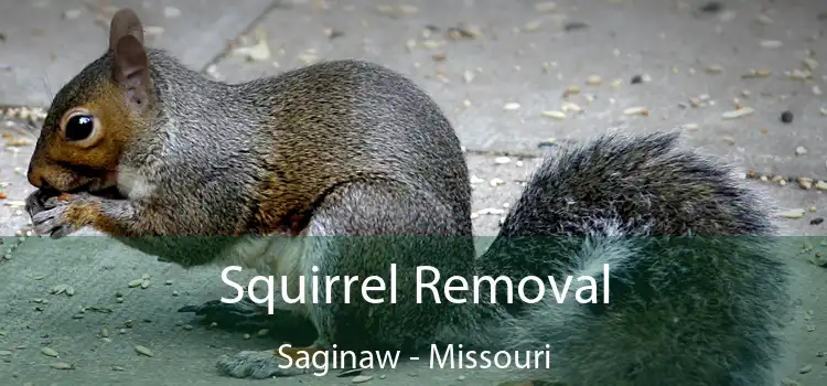 Squirrel Removal Saginaw - Missouri
