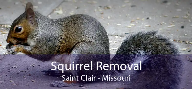 Squirrel Removal Saint Clair - Missouri