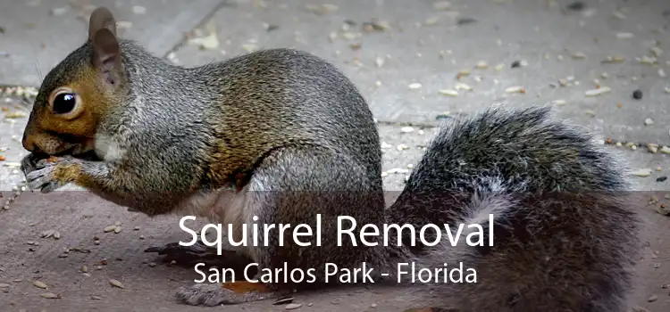 Squirrel Removal San Carlos Park - Florida