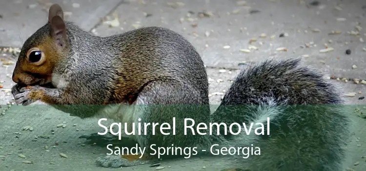 Squirrel Removal Sandy Springs - Georgia