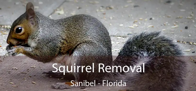 Squirrel Removal Sanibel - Florida