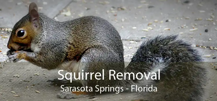 Squirrel Removal Sarasota Springs - Florida