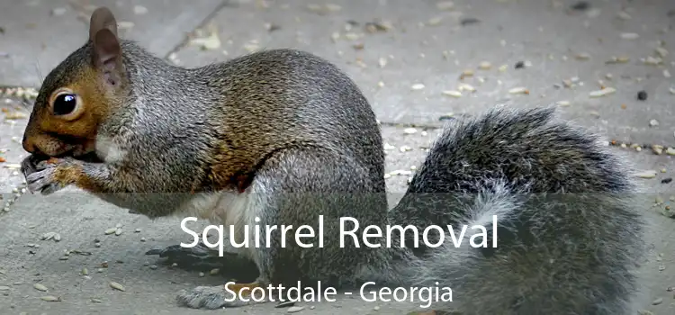 Squirrel Removal Scottdale - Georgia