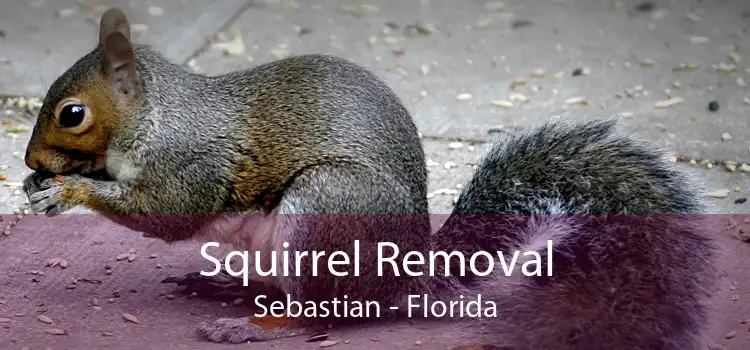 Squirrel Removal Sebastian - Florida