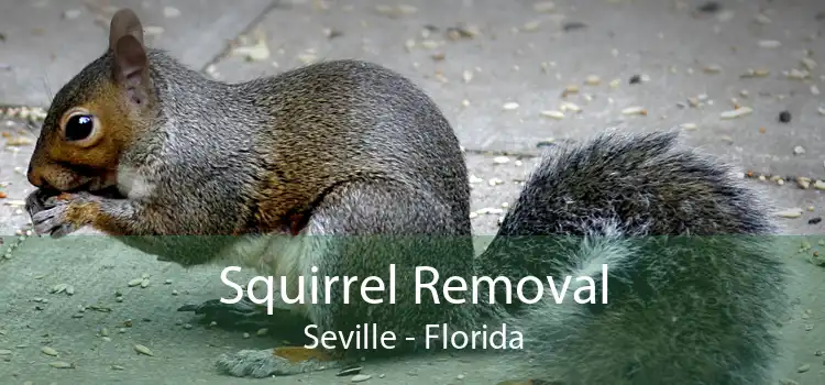 Squirrel Removal Seville - Florida