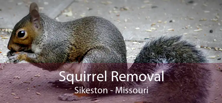 Squirrel Removal Sikeston - Missouri